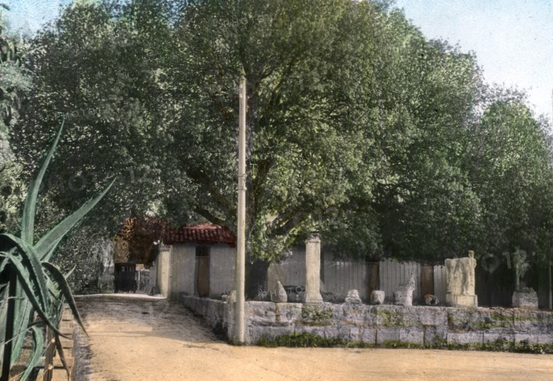 Terebinth tree, Hammam Meskoutine, Algeria. Artist: Unknown