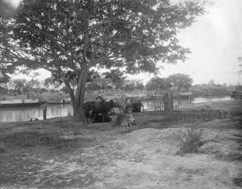 Cattle, Alipore, India, 1905-1906. Artist: FL Peters