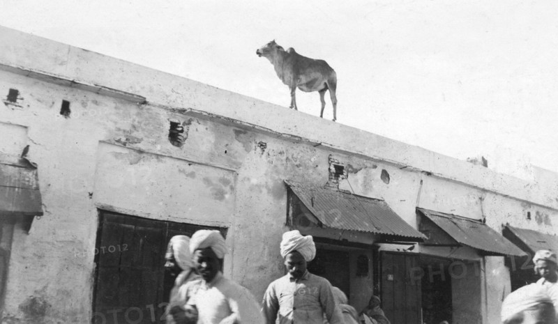 A cow on the roof of a building, Nowshera, India, 1916-1917. Artist: Unknown