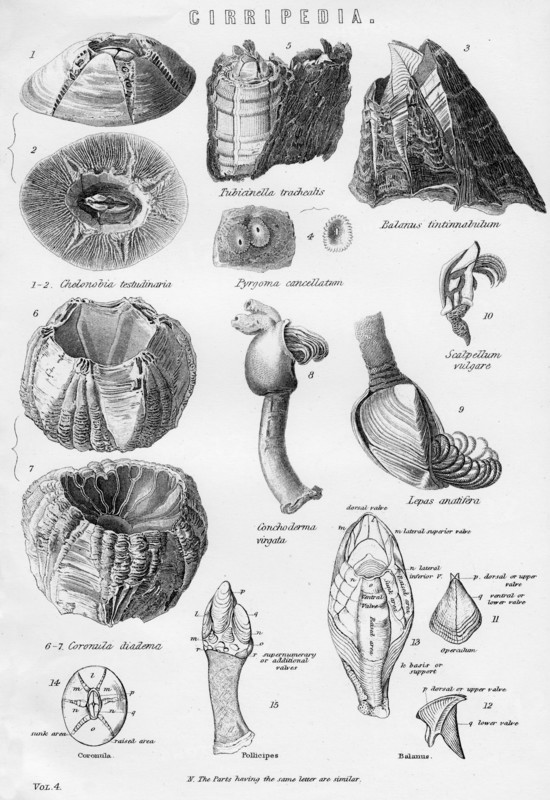 Cirripedia, 19th century. Artist: Unknown