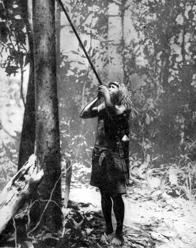 Pygmy tree dweller using a blow-gun, Malaya, 1936.Artist: Malayan Information Agency