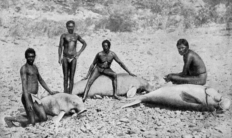Speared manatee, north-west Australia, 1922. Artist: Unknown