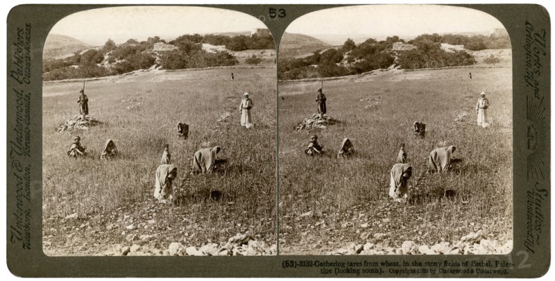 Gathering tares from wheat in the stony fields of Bethel (Baytin), Palestine, 1900.Artist: Underwood & Underwood