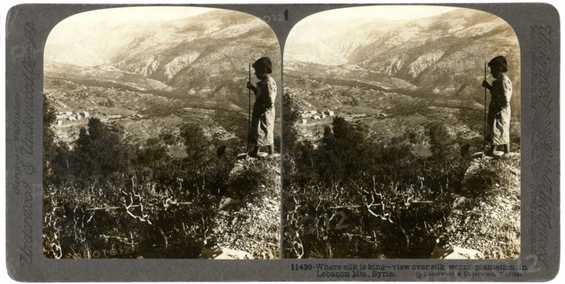 A silkworm plantation in the Lebanon mountains, Syria, 1900s.Artist: Underwood & Underwood