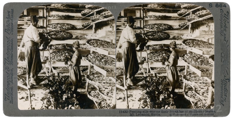 Feeding silkworms their breakfast of mulberry leaves, Lebanon mountains, Syria, 20th century. Artist: Underwood & Underwood