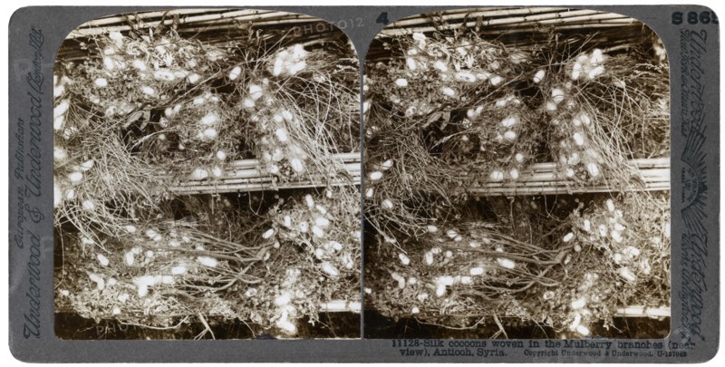 Silk cocoons woven into mulberry branches, Antioch, Syria, 1900s.Artist: Underwood & Underwood