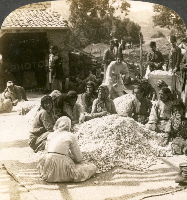 Women sorting large piles of silk cocoons, Antioch, Syria, 1900s.Artist: Underwood & Underwood