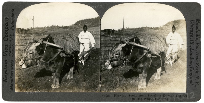 Farming near Seoul, South Korea, 1900s.Artist: Keystone