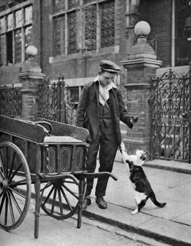 'Cat's meat man',  London, 1926-1927. Artist: McLeish