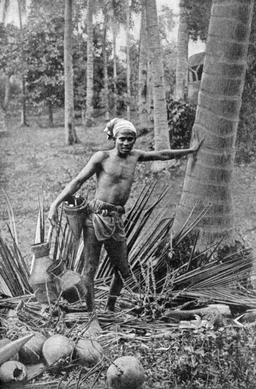 Malay collecting the sweet wine of the toddy tree, 1922. Artist: Unknown
