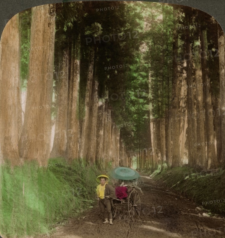 An avenue of cryptomeria (cedar) trees, Nikko, Japan, 1896.Artist: Underwood & Underwood
