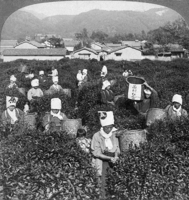 Tea-picking in Uji, Japan, 1904.Artist: Underwood & Underwood