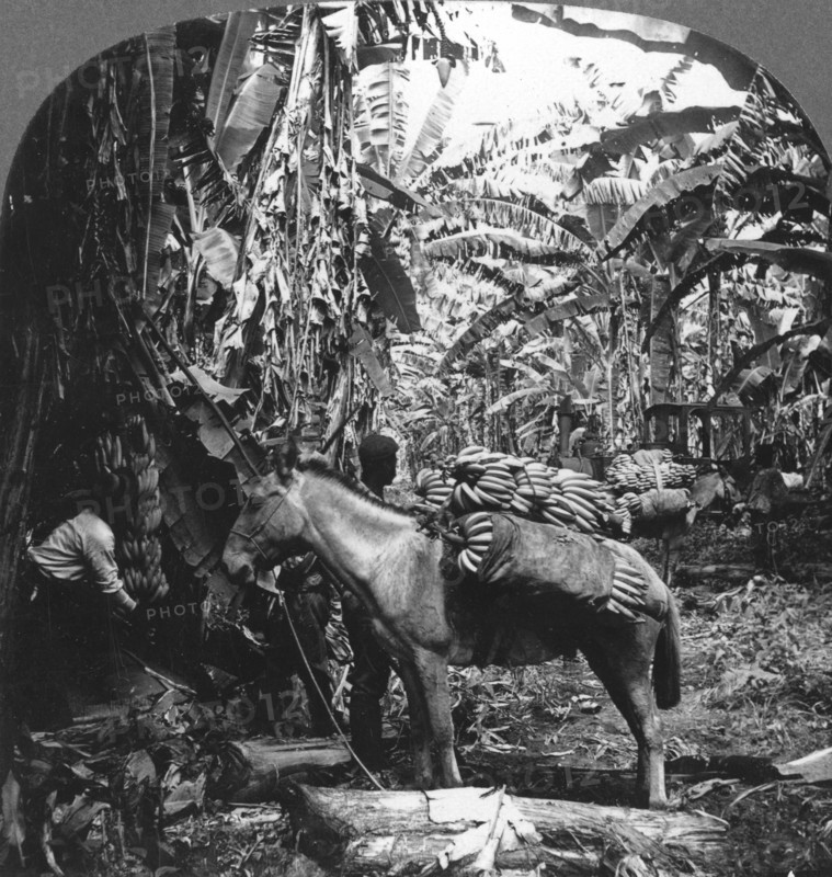 Harvesting bananas, Costa Rica, 1909. Artist: Unknown