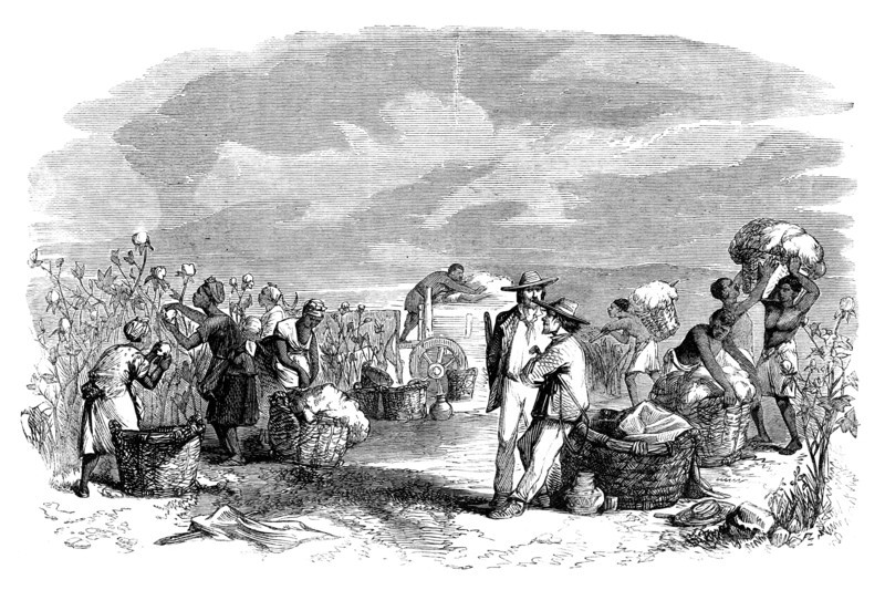 Gathering cotton in a cotton plantation, c1895. Artist: Unknown