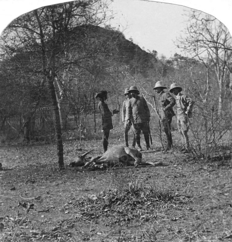Colonel Afsurul Mulk on a tiger hunt, India, 1900s. Artist: Unknown