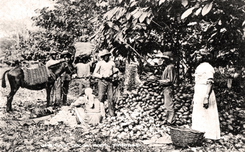 Opening cocoa pods, Trinidad, Trinidad and Tobago, c1900s.Artist: Strong