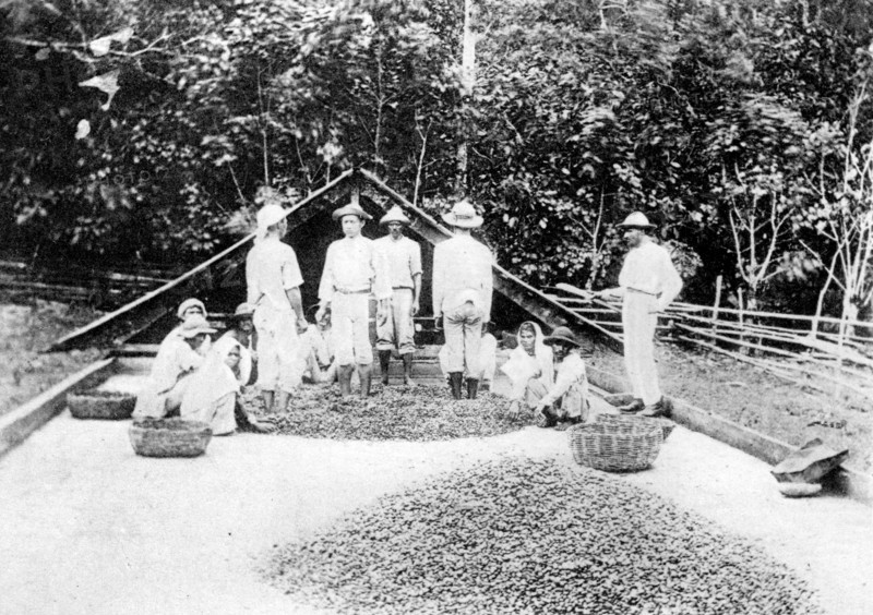 Drying cocoa, Trinidad, c1900s. Artist: Unknown