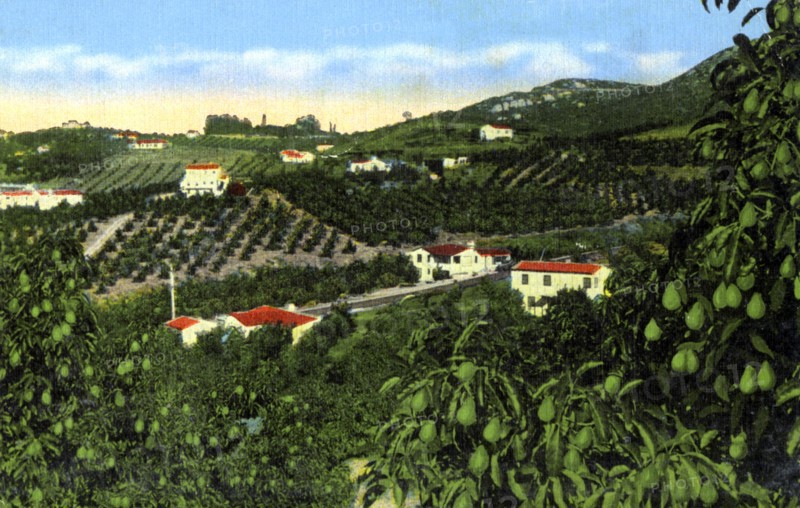 Avocado groves, San Diego, California, USA, c1900s. Artist: Unknown