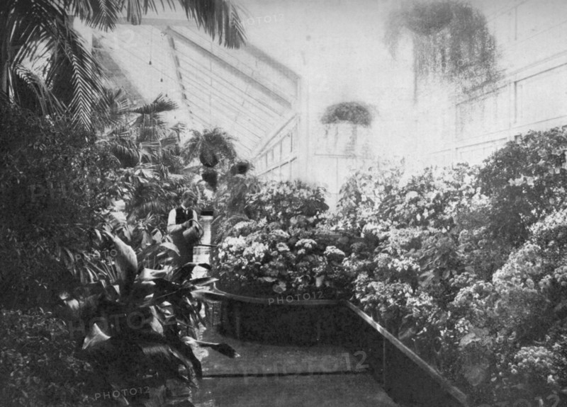 Interior of the White House greenhouse, Washington DC, USA, 1908. Artist: Unknown