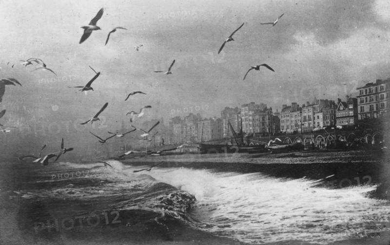 Gulls at Brighton, East Sussex, early 20th century. Artist: Unknown
