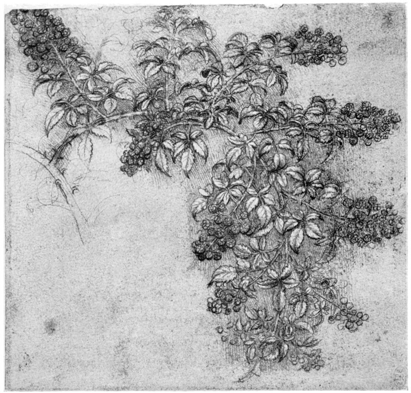 Study of a blackberry branch, late 15th or early 16th century (1954). Artist: Leonardo da Vinci