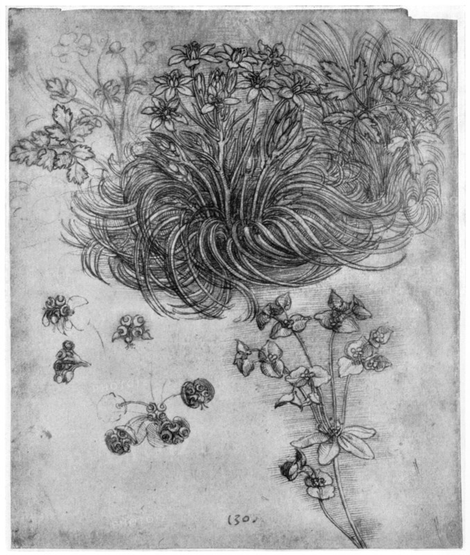 Study of a 'Star of Bethlehem' plant, 1505-1507 (1954). Artist: Leonardo da Vinci