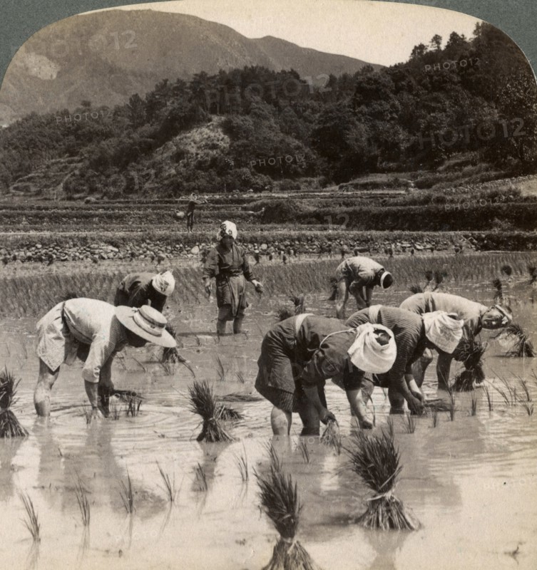 Farm labourers transplanting rice shoots near Kyoto, Japan, 1904. Artist: Underwood & Underwood