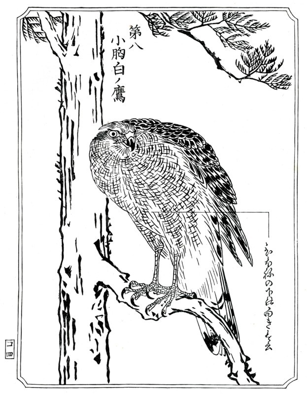 A hawk, 1898.Artist: Kawanabe Kyôsai