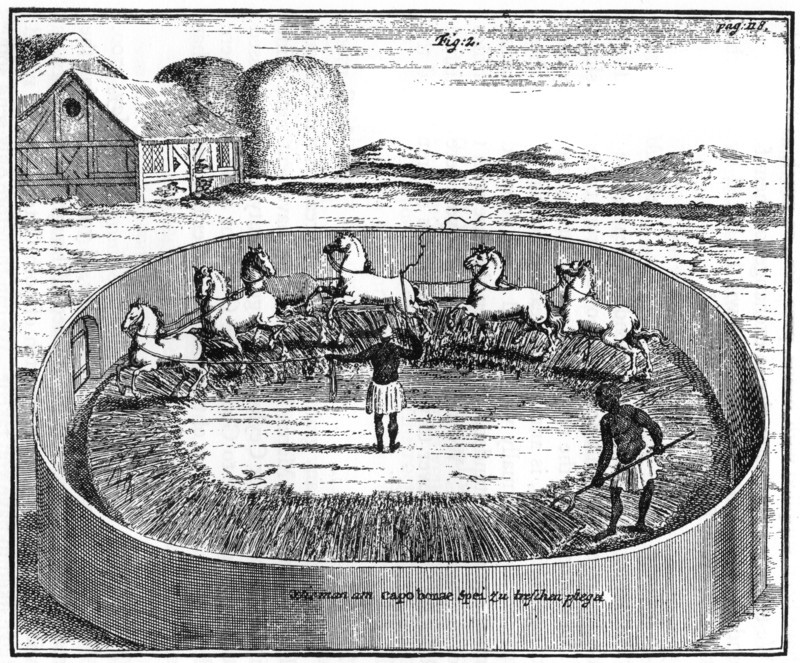 Threshing out the corn, South Africa, 18th century (1931). Artist: Unknown