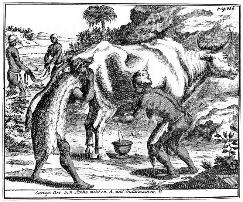 Khoikhois milking cows and making butter, South africa, 18th century (1931). Artist: Unknown