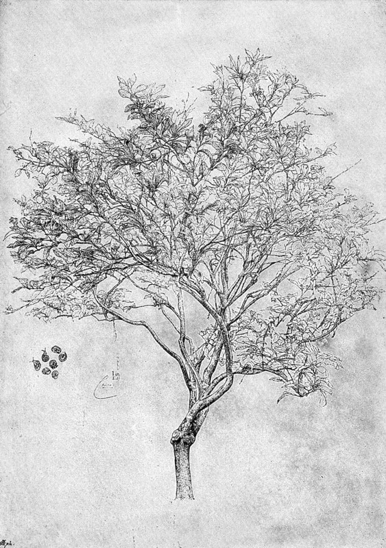 Study of a lemon tree, 1899. Artist: Unknown