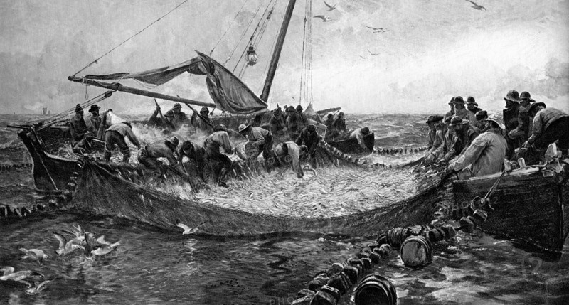 'Pilchards', 1900. Artist: Unknown