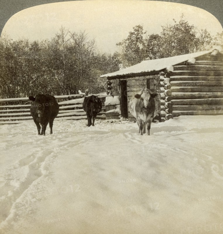 Winter on a ranch, Montana, USA.Artist: Underwood & Underwood