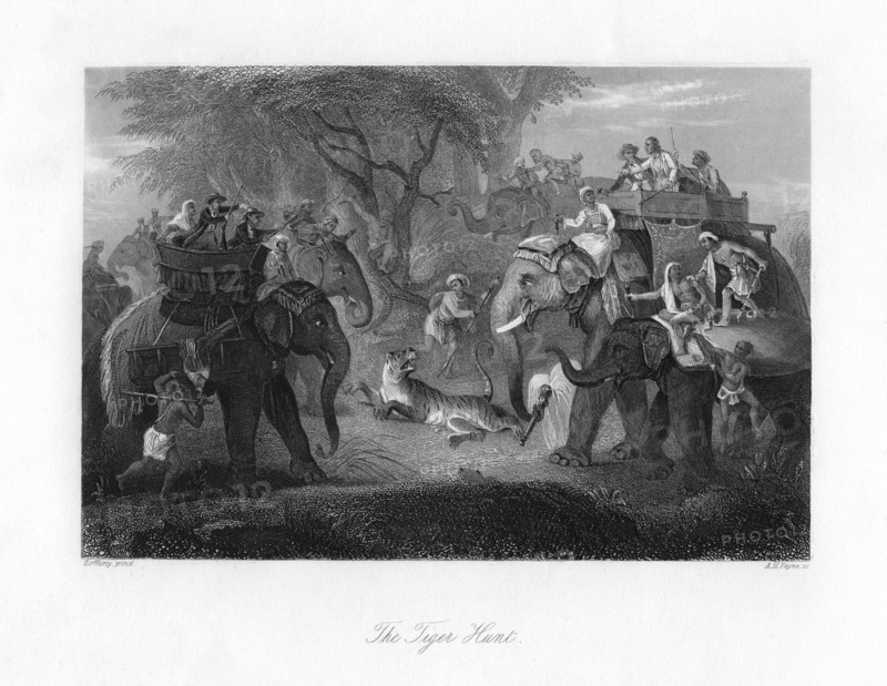 'The Tiger Hunt'. Artist: AH Payne