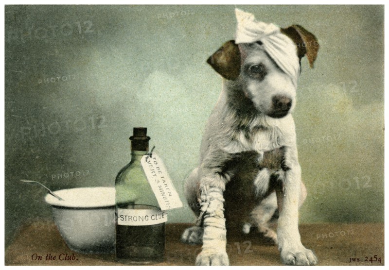 Dog in bandages. Artist: Unknown