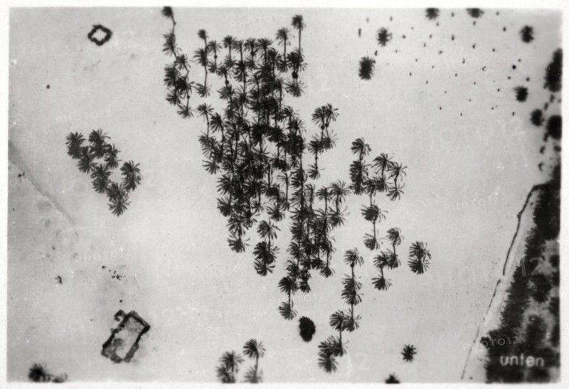 Aerial view of palm shadows in the Arabian desert, from a Zeppelin, 1931 (1933). Artist: Unknown