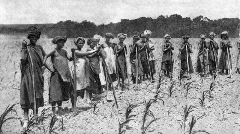 Women hoeing a field of maize, South Africa, c1923. Artist: Unknown