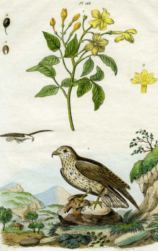 Jasmine and Short-toed Eagle, 18th or 19th century(?).Artist: Pedretti
