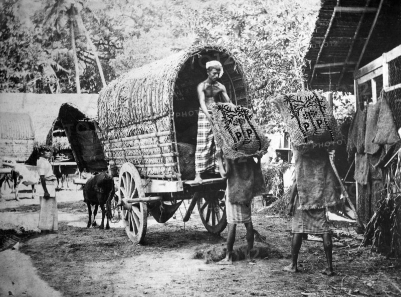 Coconut production, India, 20th century. Artist: Unknown