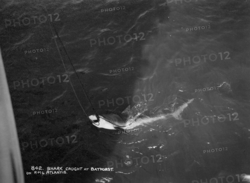 Shark caught by the cruise ship 'Atlantis', off Bathurst, Gambia, 20th century. Artist: Unknown