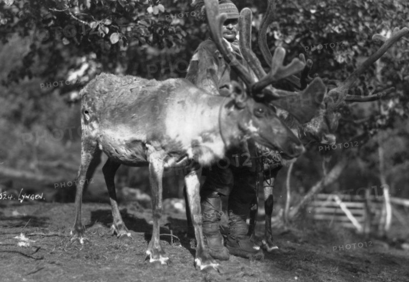 Local man with a reindeer, Lyngen, northern Norway, c1920s-c1930s(?). Artist: Unknown