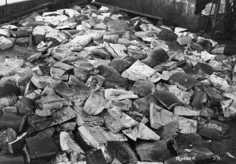 Whale blubber, Magdalene Bay, Spitzbergen, Norway, 1929. Artist: Unknown