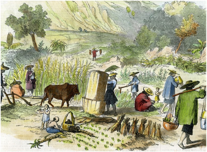Chinese harvest, Hong Kong, c1875. Artist: Unknown