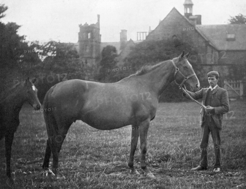 St Marguerite, British racehorse, 1895 (1938). Artist: Unknown