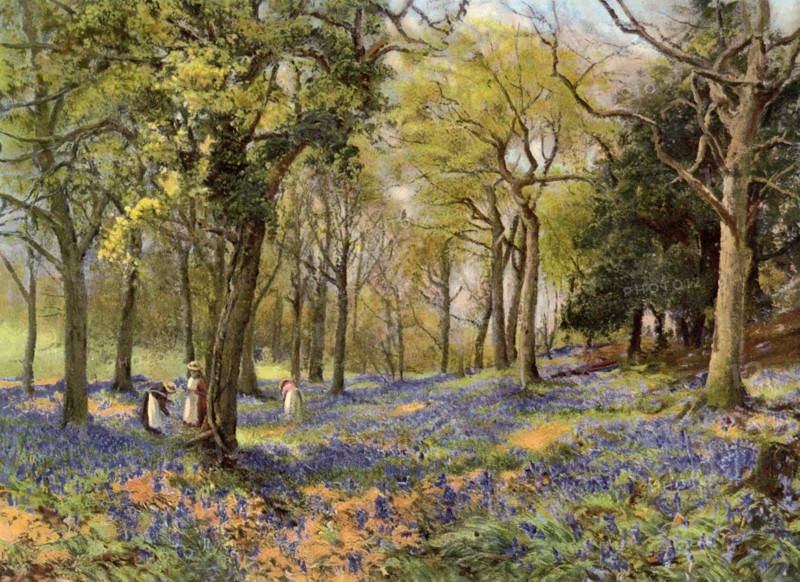 'Wild Hyacinths in a Surrey Copse', 1906. Artist: Unknown