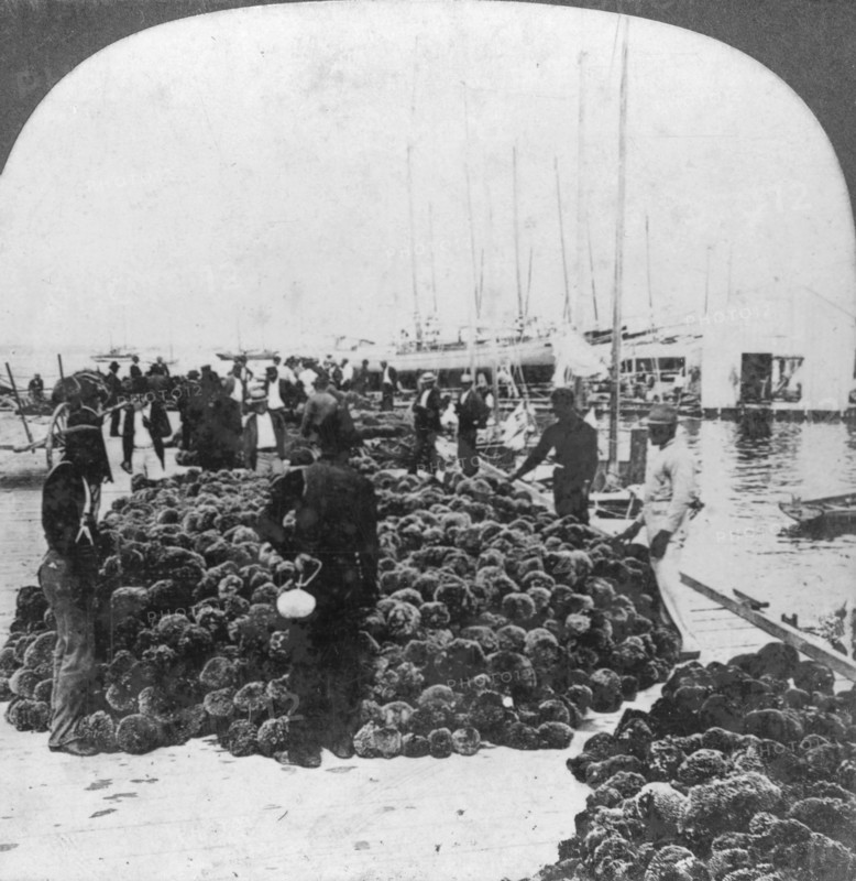 Sponge market, Key West harbour, Florida, USA, c1900(?). Artist: Keystone View Company
