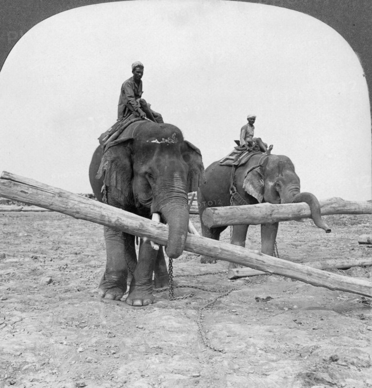 Elephants working in a lumber yard, Rangoon, Burma, 1908. Artist: Stereo Travel Co