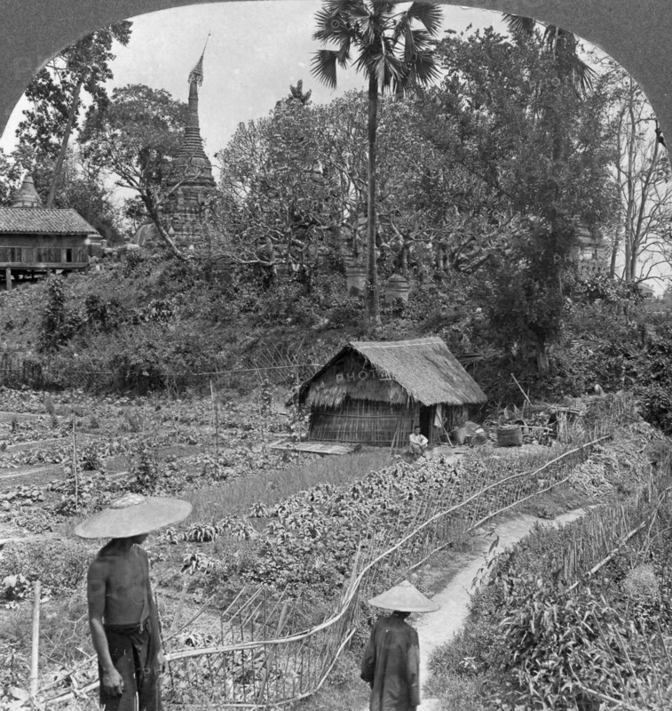 A vegetable garden amidst pagodas, Bhamo, Burma, 1908. Artist: Stereo Travel Co