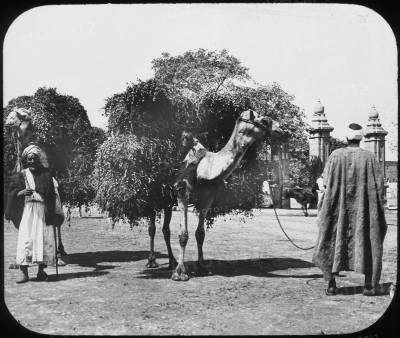 Camels carrying fodder, Egypt, c1890.  Artist: Newton & Co