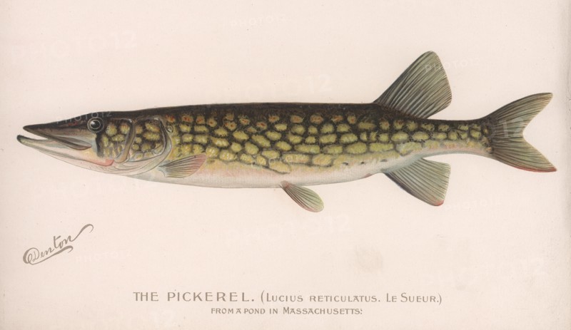 The Pickerel (Lucius Reticulatus. Le Sueur.), c.1920s. Artist: Unknown